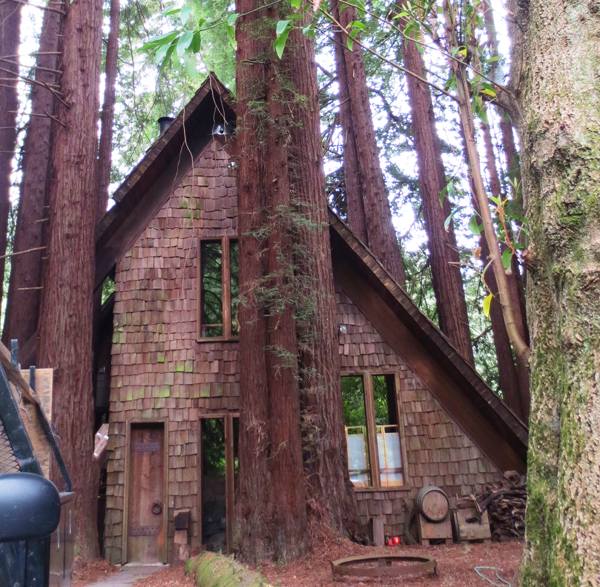redwoods-near-home